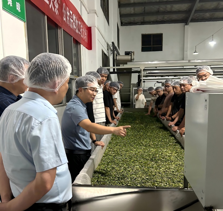 720 茶叶鲜叶细节.jpg 720 茶叶鲜叶细节.jpg