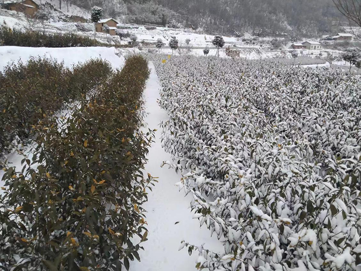 720 1-- 远安雪地里的抖雪作为.jpg 720 1-- 远安雪地里的抖雪作为.jpg