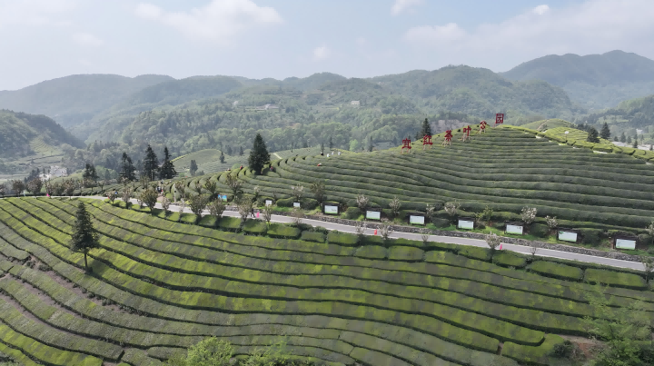 720  2    图： 宜红功夫茶茶园.png