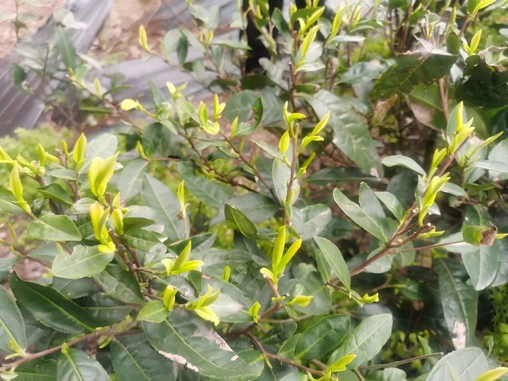 寒潮来袭，茶园怎么办？