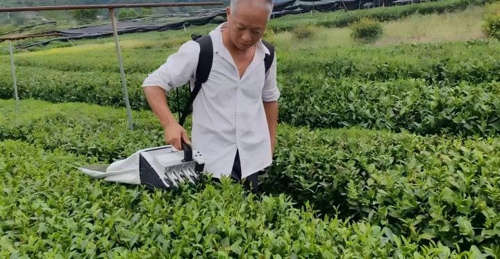 茶科普 | 茶园版 “哪吒降魔”，“幼茗”采茶机降伏采茶难题！