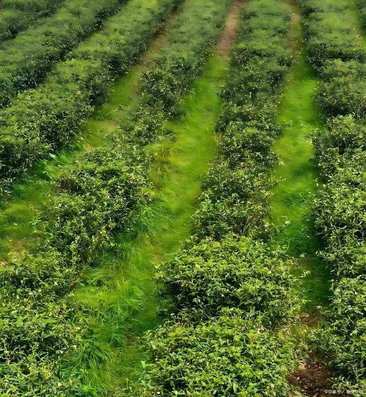茶树也“挑食”？这些茶树“投喂”重点你必须知路！