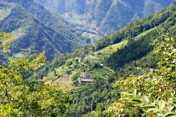 720  古茶园.jpg